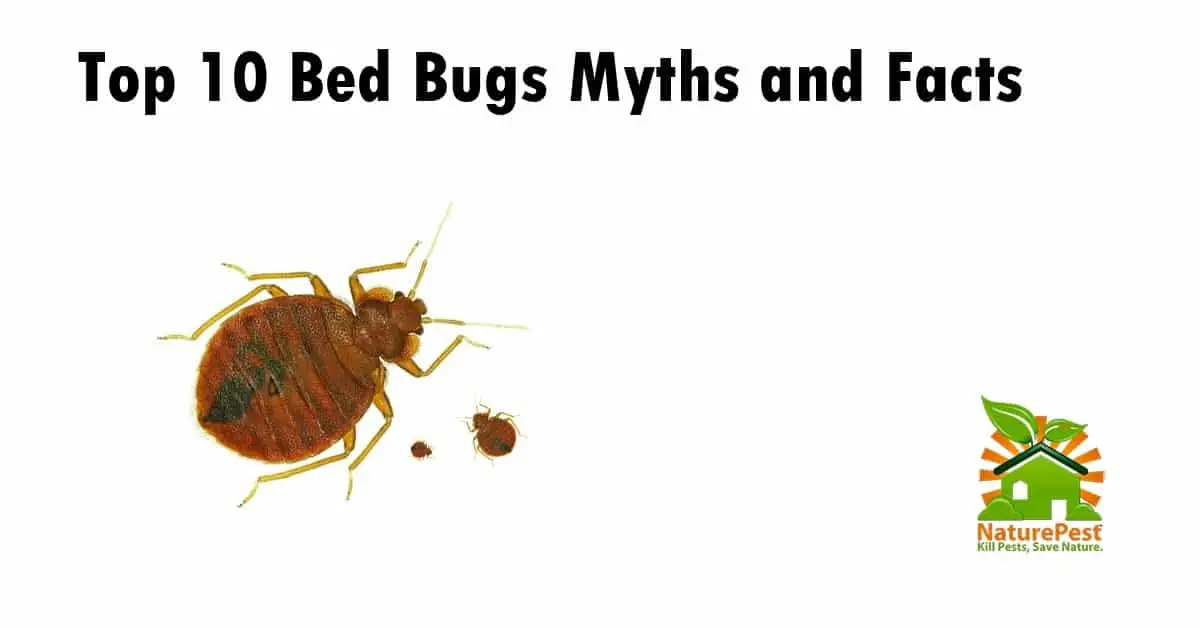bed bug myths and facts