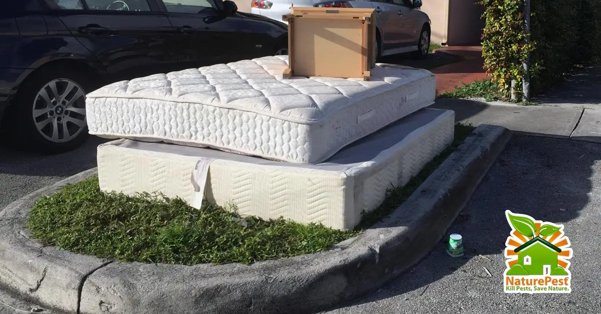 Picking up a used mattress could get you bed bugs