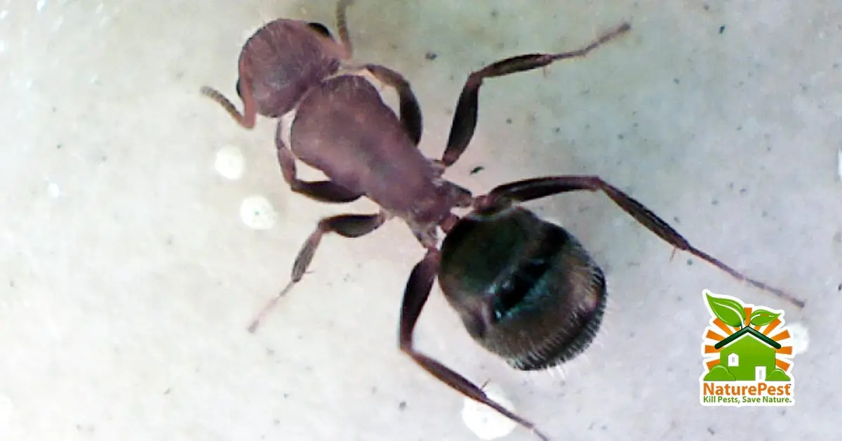 3 Simple Ways To Control Carpenter Ants 1 3 Simple Ways To Control Carpenter Ants