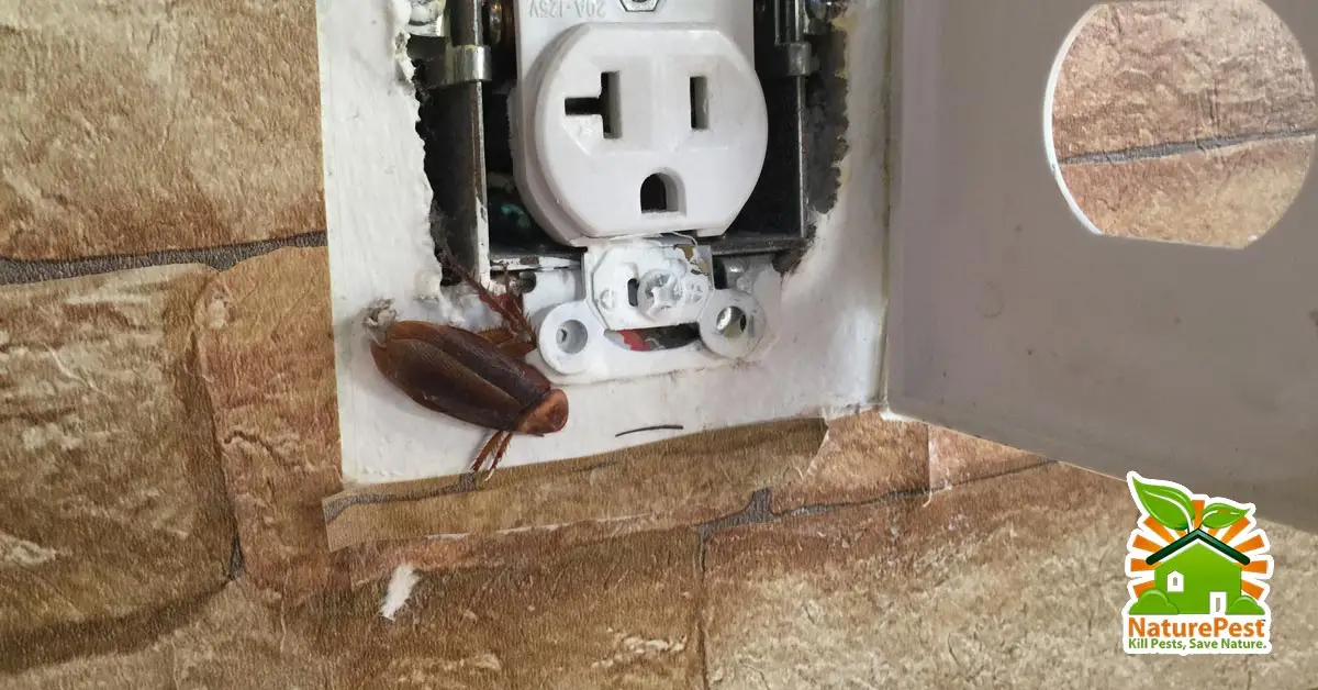 3 Things to avoid when faced with a roach infestation