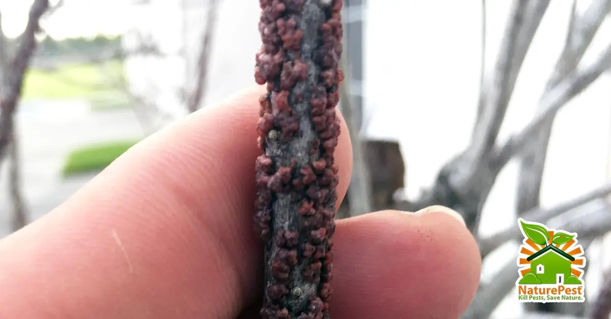 Control Lobate Lac Scale Pest Insect on ornamentals