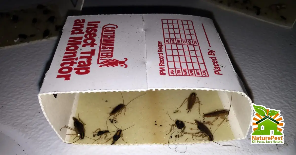 Insect Monitors Are A First Line of Defense Against Pests