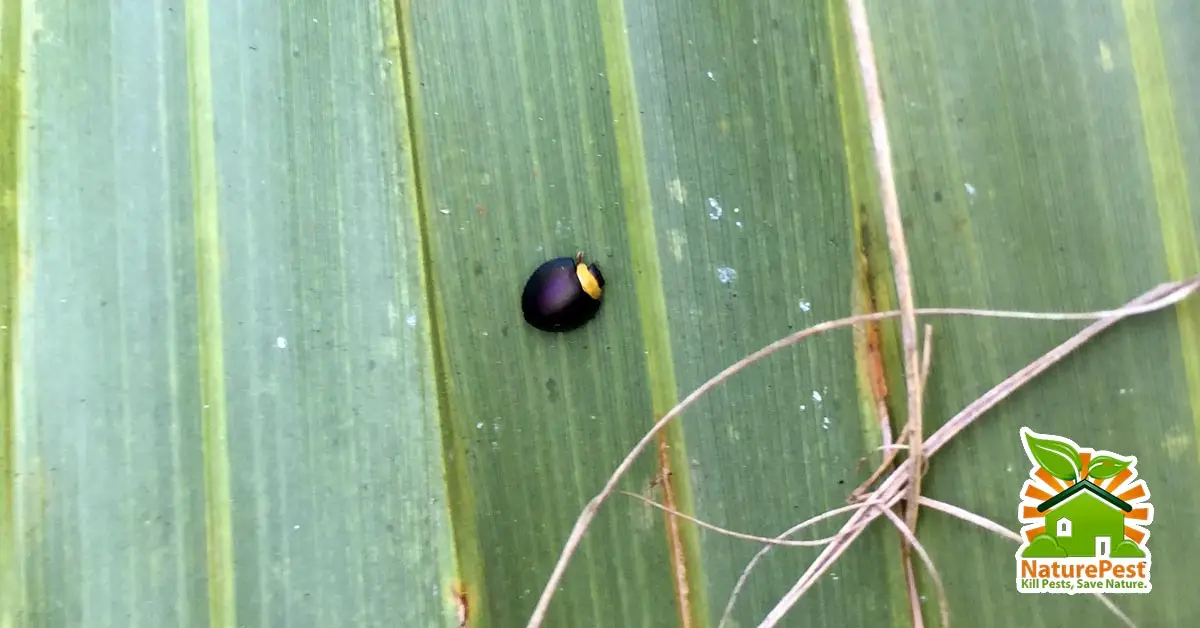 LadyBugs on Your Plants Could Be A Sign Of Pests