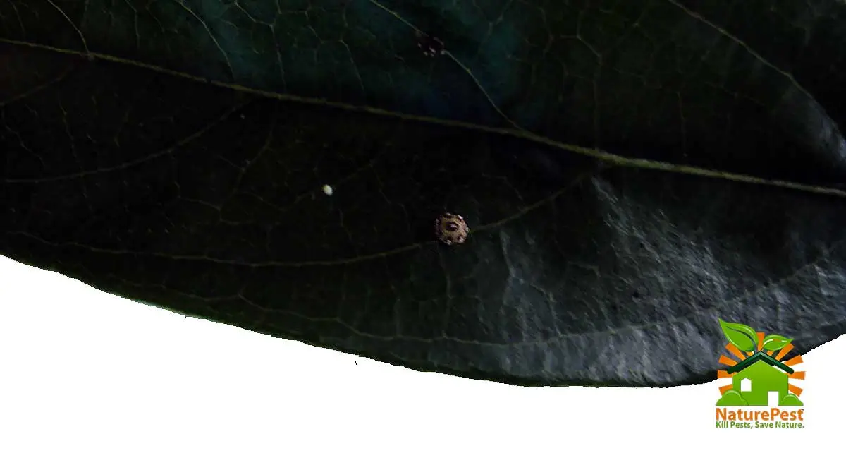 Scale insect pests