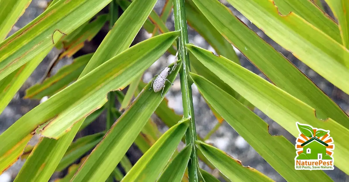 Sri Lankan Weevil Pest Control on Roebelenii Pygmy Date Palm