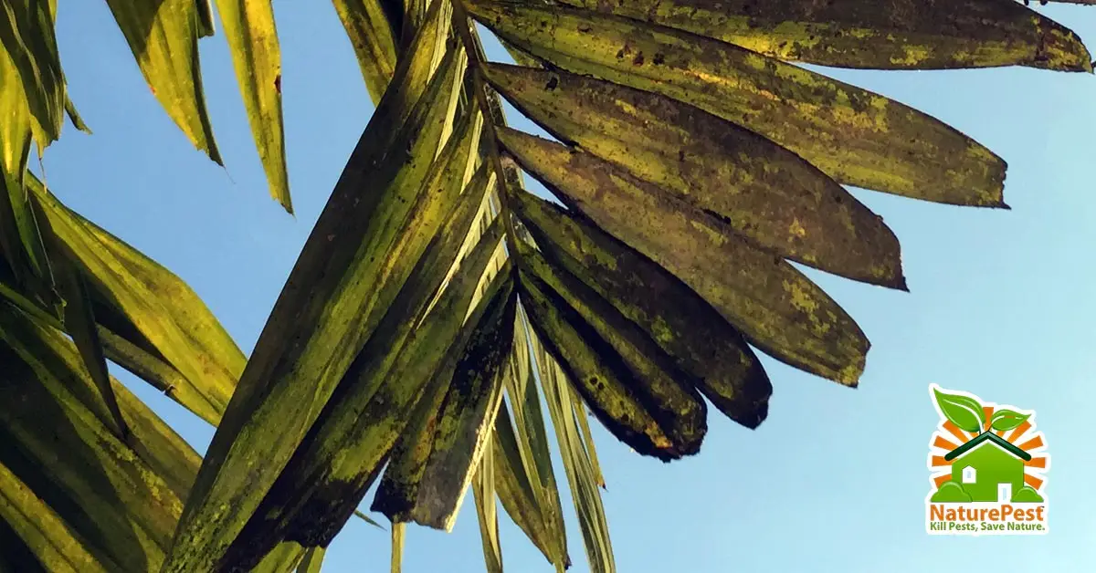 Sucking Insect Pests and Disease of Christmas Palms