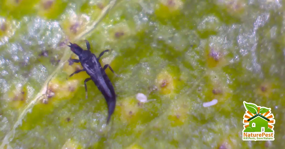 Thrips on ficus among other biting insects in your garden