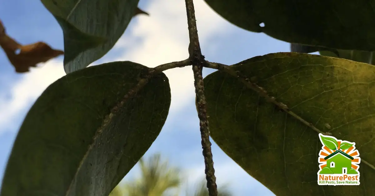 Ways To control Whiteflies and Croton Scale on Gumbo Limbo