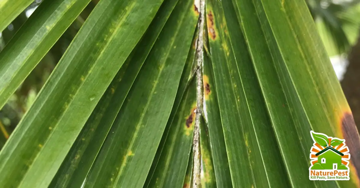 Control Red Date Scale on Roebelenii Pygmy Date Palm