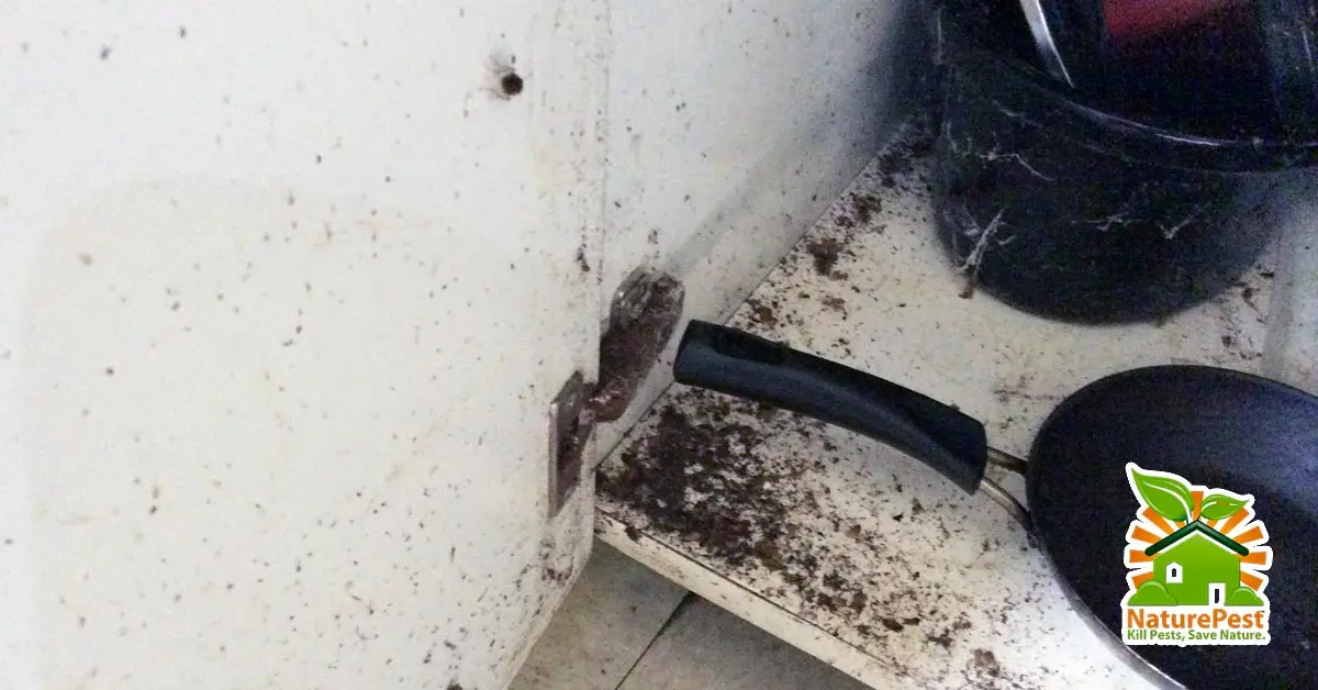 Multi Unit Dwelling Protocols for German Cockroach Control