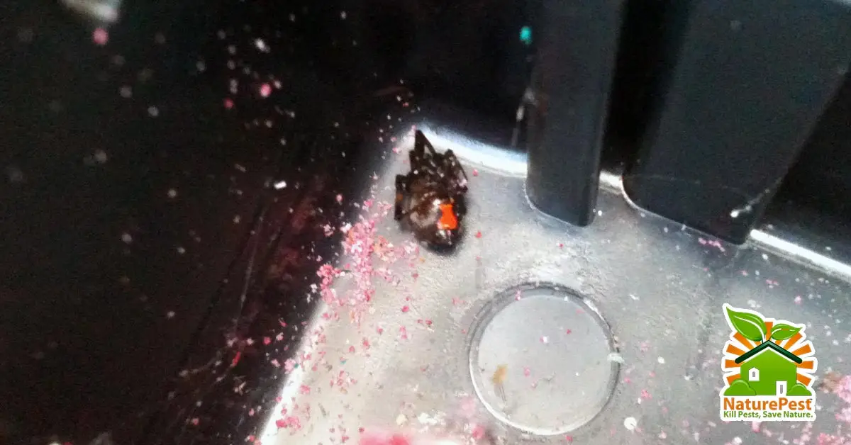 Spotted Poisonous Black Widow Spiders In South Miami Dade 
