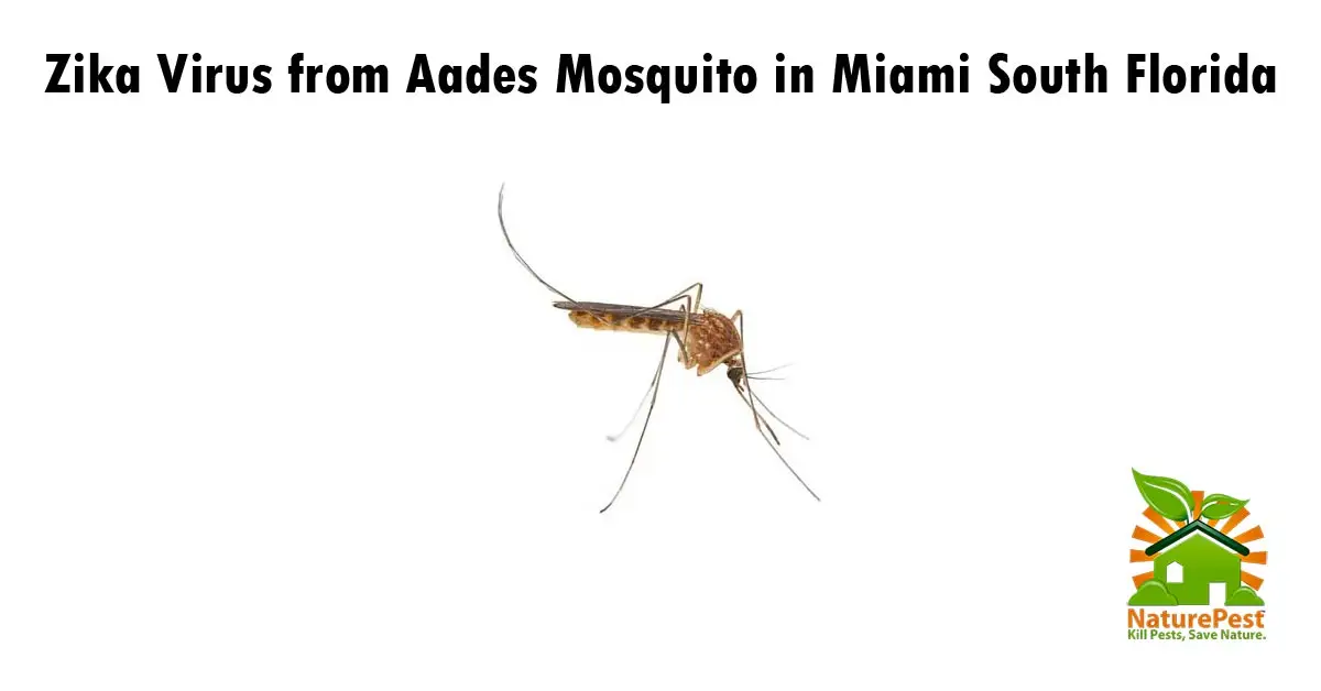 Zika Virus from Aades Mosquito in Miami South Florida 
