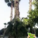 Green palm tree snaps in half caused by Thielaviopsis trunk rot