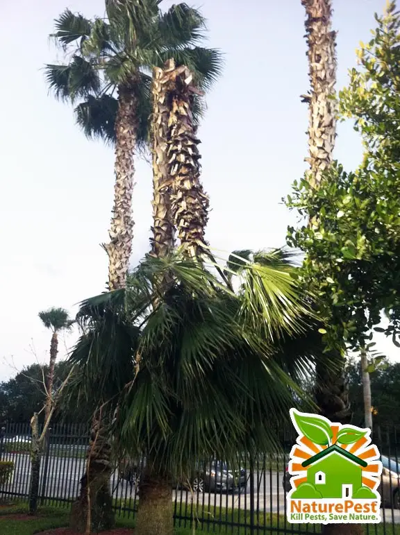 Green palm tree snaps in half caused by Thielaviopsis trunk rot