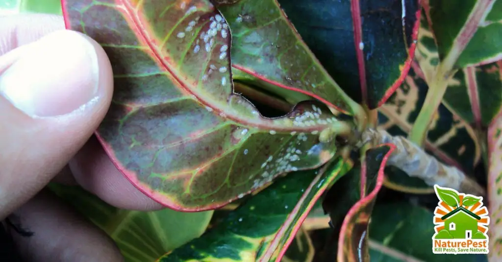 croton pests