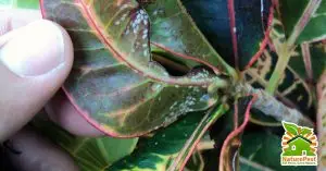 croton pests