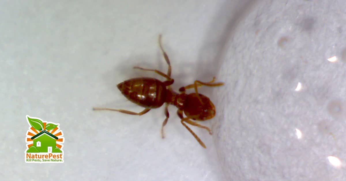 Sugar ant traps deals