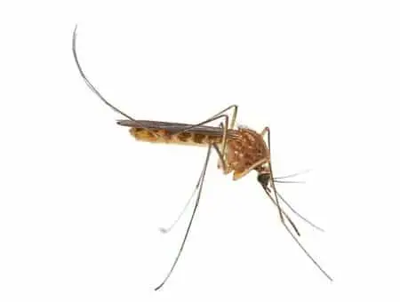 mosquito control