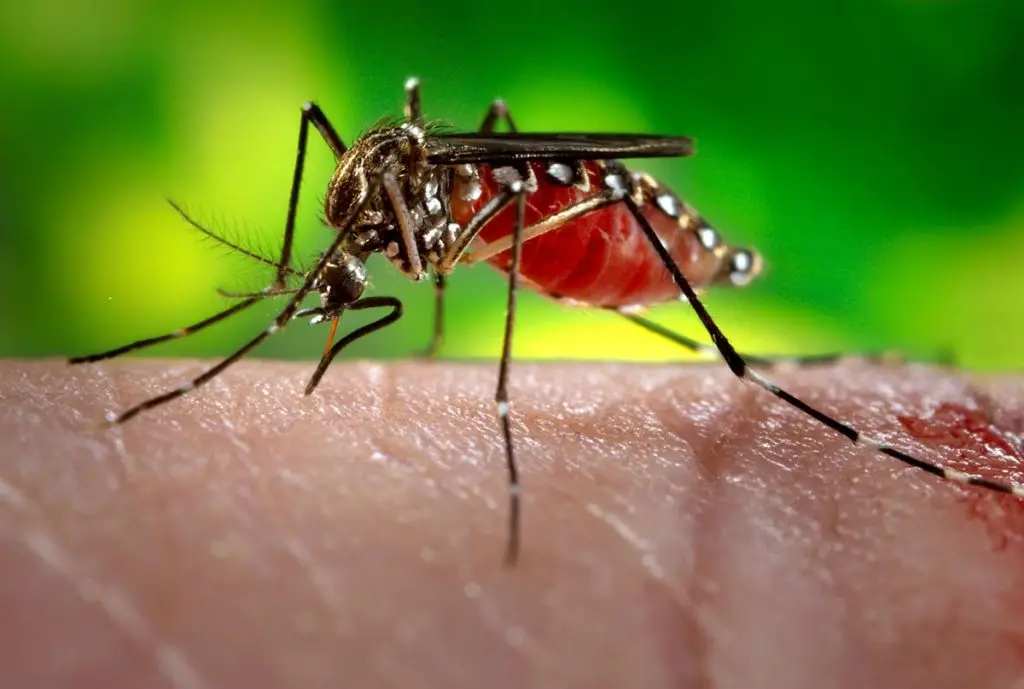 AEDES AEGYPTI MOSQUITO 1 aedes aegypty mosquito