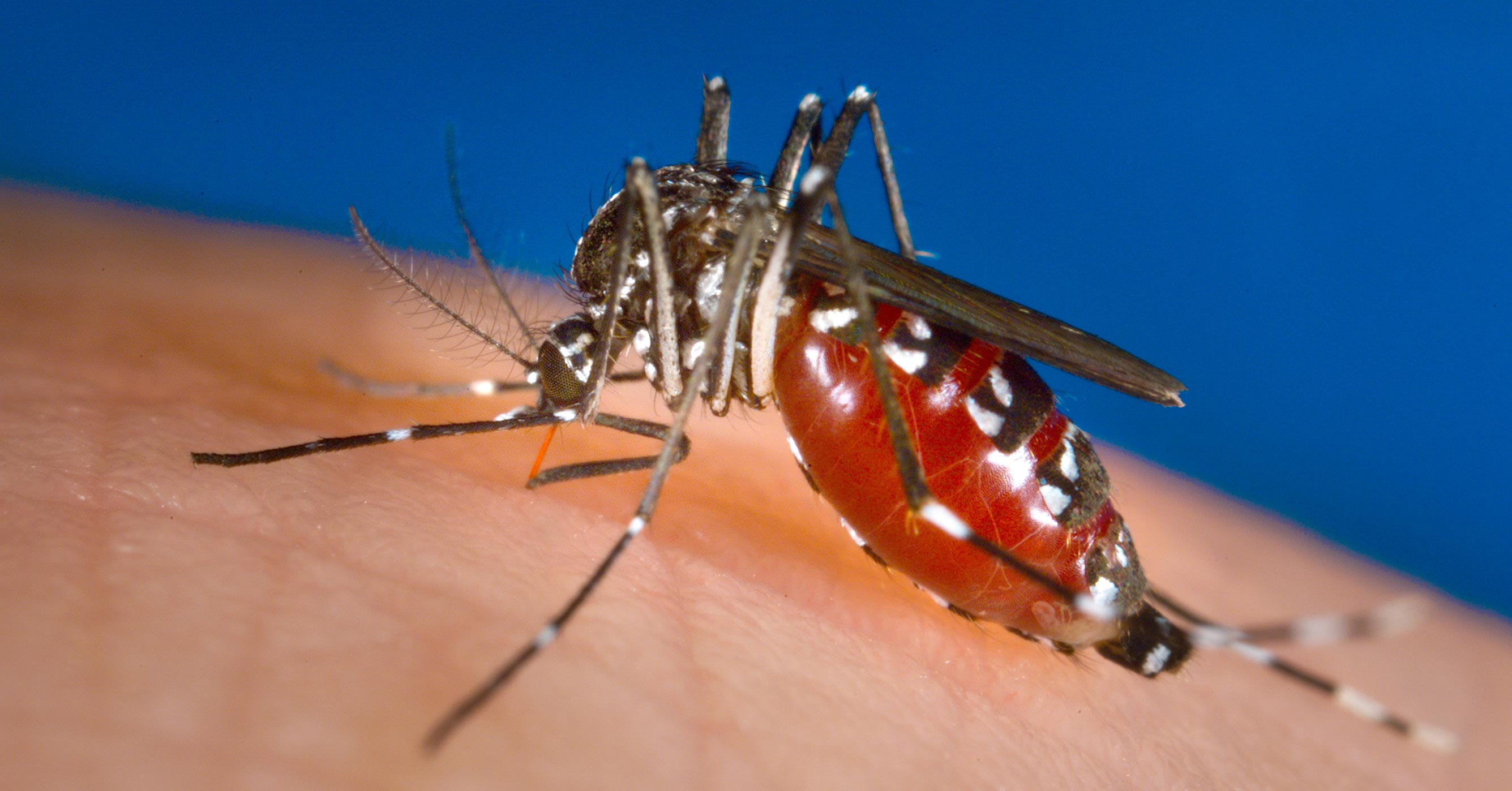 aedes albopictus