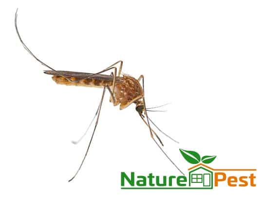 Fumigacion Contra Mosquitos En Miami