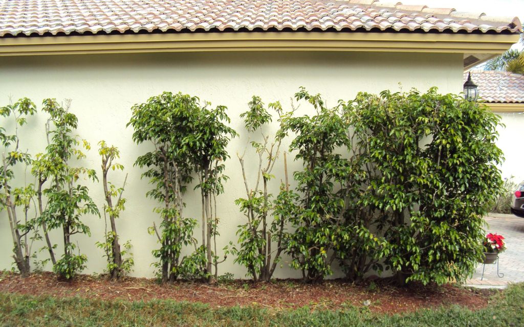 3 to 4 months after treatment with fertilizer
