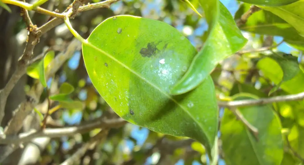 Alternatives to spraying for ficus whitefly Control systemic treatment.