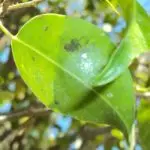 Alternatives to spraying for ficus whitefly Control systemic treatment.