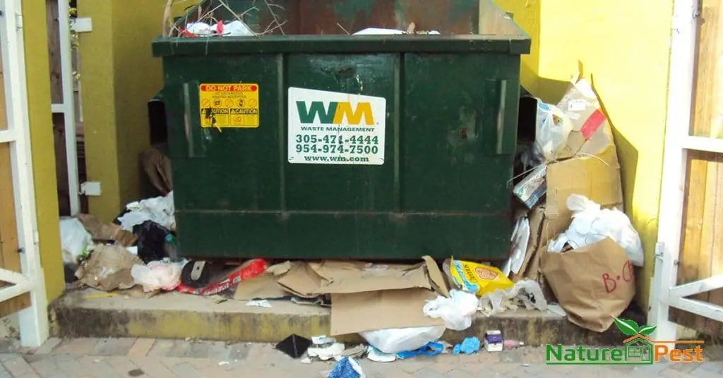 overflowing dumpster attracts rodents