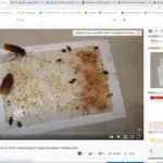 Ground Dog Food VS Monitor Traps With Intice 10 For Attracting and Trapping German Cockroaches