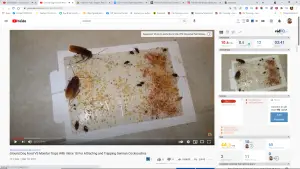 Ground Dog Food VS Monitor Traps With Intice 10 For Attracting and Trapping German Cockroaches 23 Ground Dog Food VS Monitor Traps With Intice 10 For Attracting and Trapping German Cockroaches