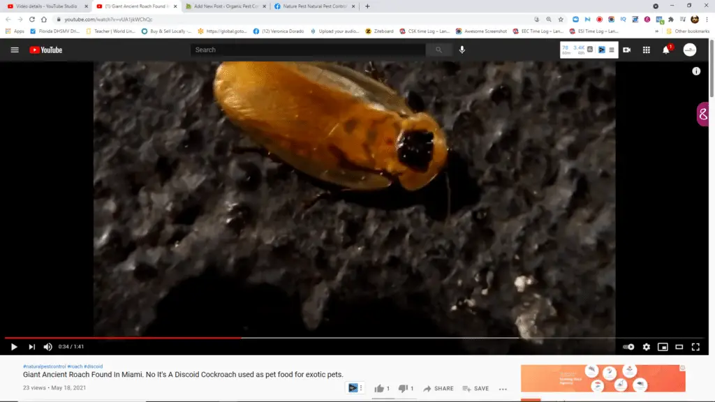 Giant Ancient Roach Found In Miami. No It’s A Discoid Cockroach used as pet food for exotic pets.