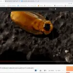 Giant Ancient Roach Found In Miami. No It’s A Discoid Cockroach used as pet food for exotic pets.