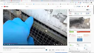 This Is How American Roaches Get Inside Your Building and This Is How Our Exclusion Service Can Prevent That.