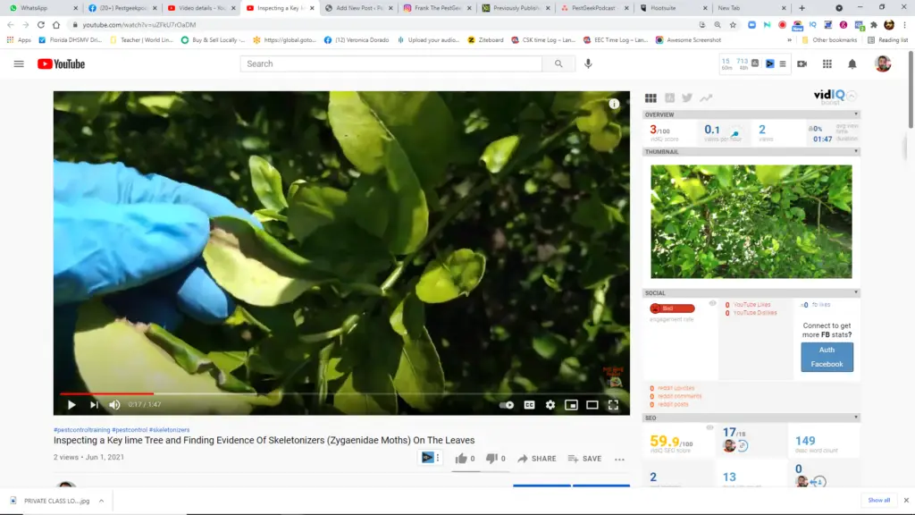 Evidence Of Skeletonizers (Zygaenidae Moths) On The Leaves Of A Key Lime Tree
