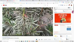 Inspection of a Podocarpus, also commonly known as a Podocarpus Macrophyllus 8 Inspection of a Podocarpus, also commonly known as a Podocarpus Macrophyllus