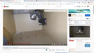 Determining if there is a heavy American roach infestation. 5 Determining if there is a heavy American roach infestation.