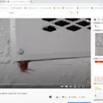American Roaches Only Need This Much Gap To Get Into Your Home