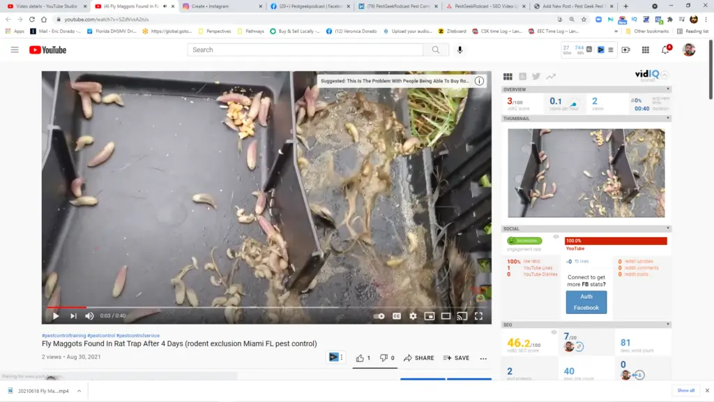 Fly Maggots In Rat Trap After 4 Days? Why?