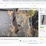 Fly Maggots In Rat Trap After 4 Days? Why?