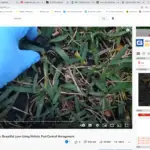 How Naturepest Holistic Pest Control Deals With Mole Crickets In Beautiful Miami Lawn