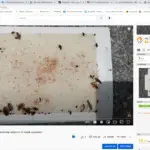 How To Use Glue Boards To Document German Roach Reduction In Your Home