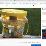 blow flies