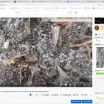 Watch How Bait Is Carried Into Ant Colony 5 Minutes After Integrated Pest Control Professional Places Bait