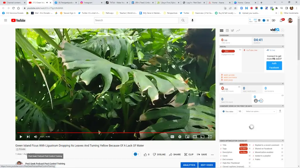 Why Is Your Green Island Ficus Tree Dropping Its Leaves And Turning Yellow? It Could Be A Poorly Designed Irrigation System.