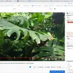 Why Is Your Green Island Ficus Tree Dropping Its Leaves And Turning Yellow? It Could Be A Poorly Designed Irrigation System.
