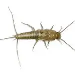 How To Get Rid Of Silverfish Forever