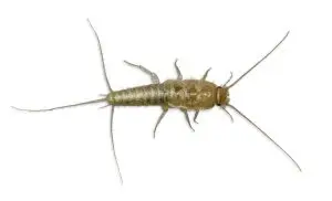 How To Get Rid Of Silverfish Forever