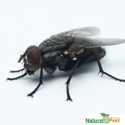 Houseflies