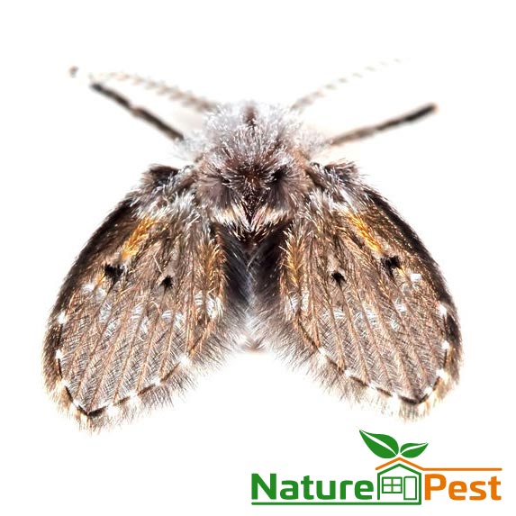 5 Effective Solutions To Bid Farewell To Sewer Flies In South Florida
